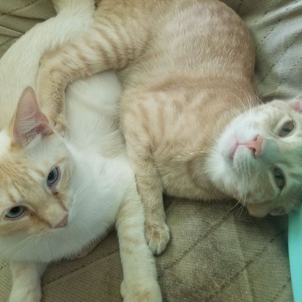 Meet your Posher, Monica